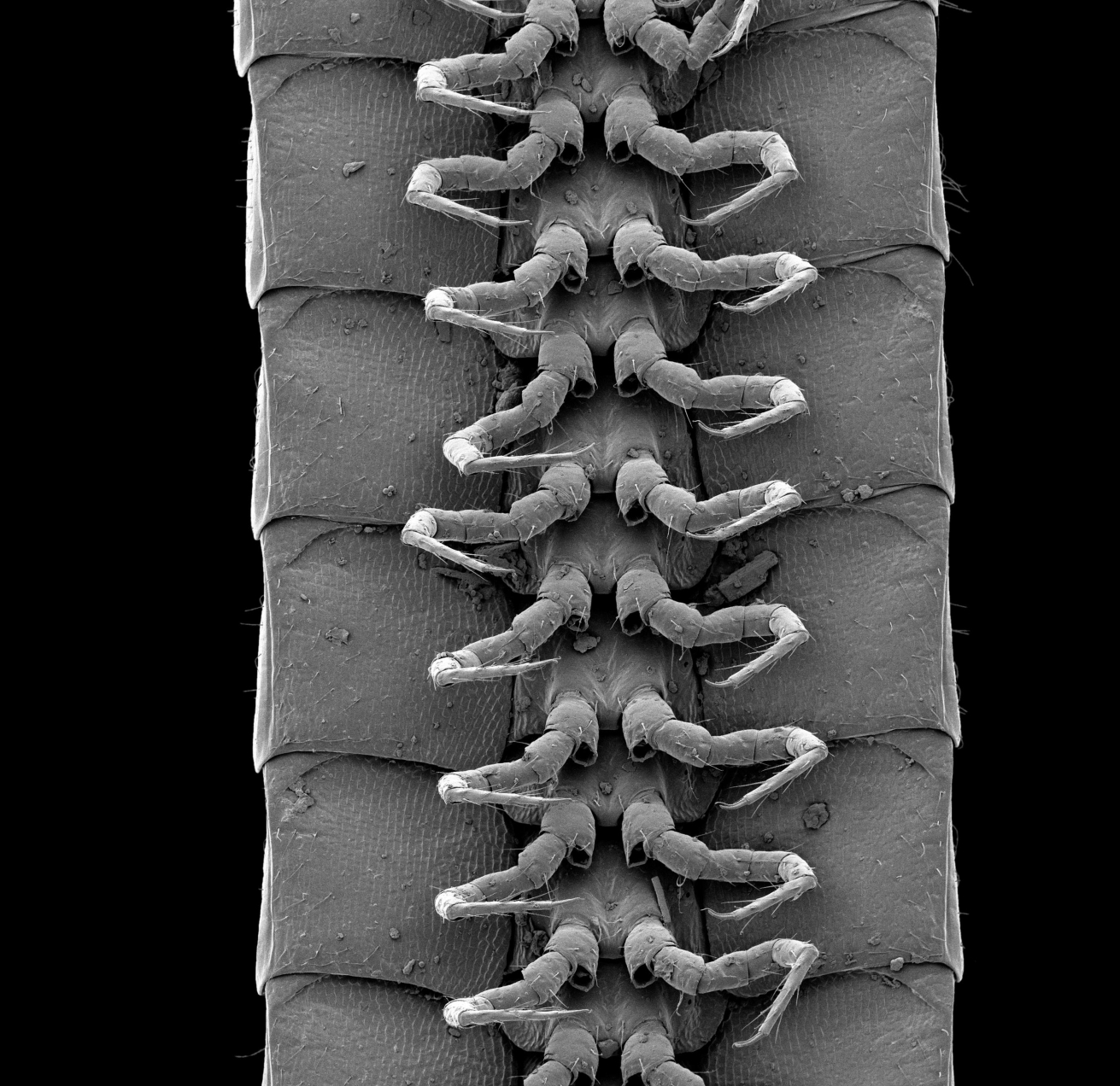 A close up of the legs.
